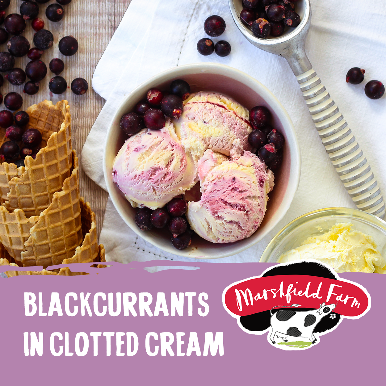 Marshfield Blackcurrants in Clotted Cream Ice Cream 5ltr