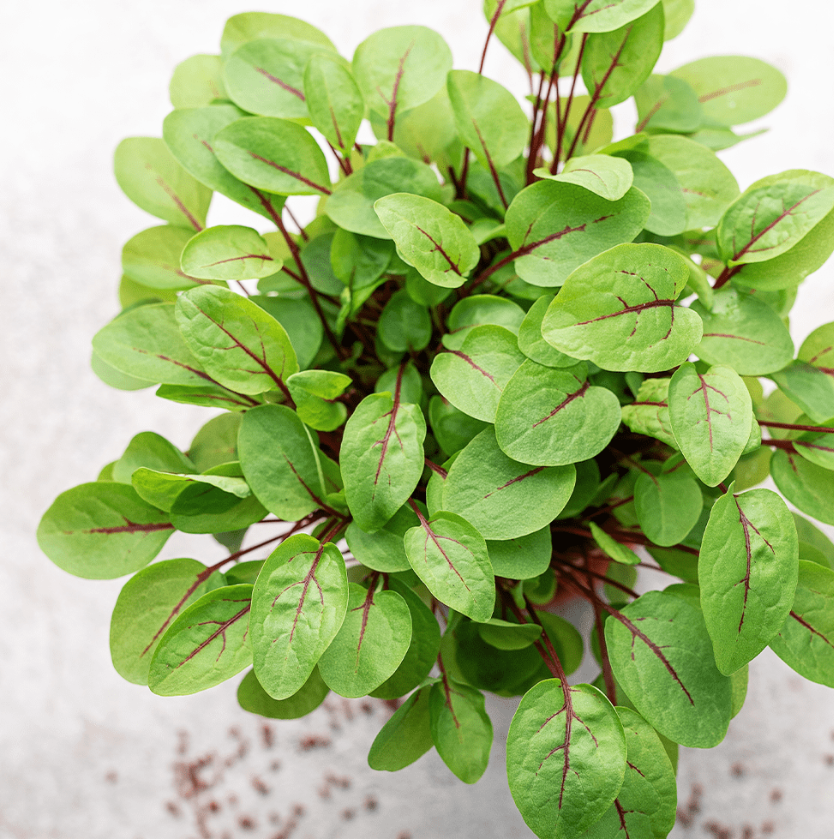 Fresh Micro Red Vein Sorrel 20gm - TO ORDER ONLY