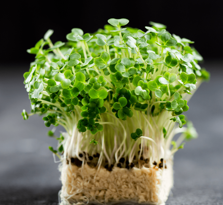 Fresh Mustard Cress 1 x Each - TO ORDER ONLY
