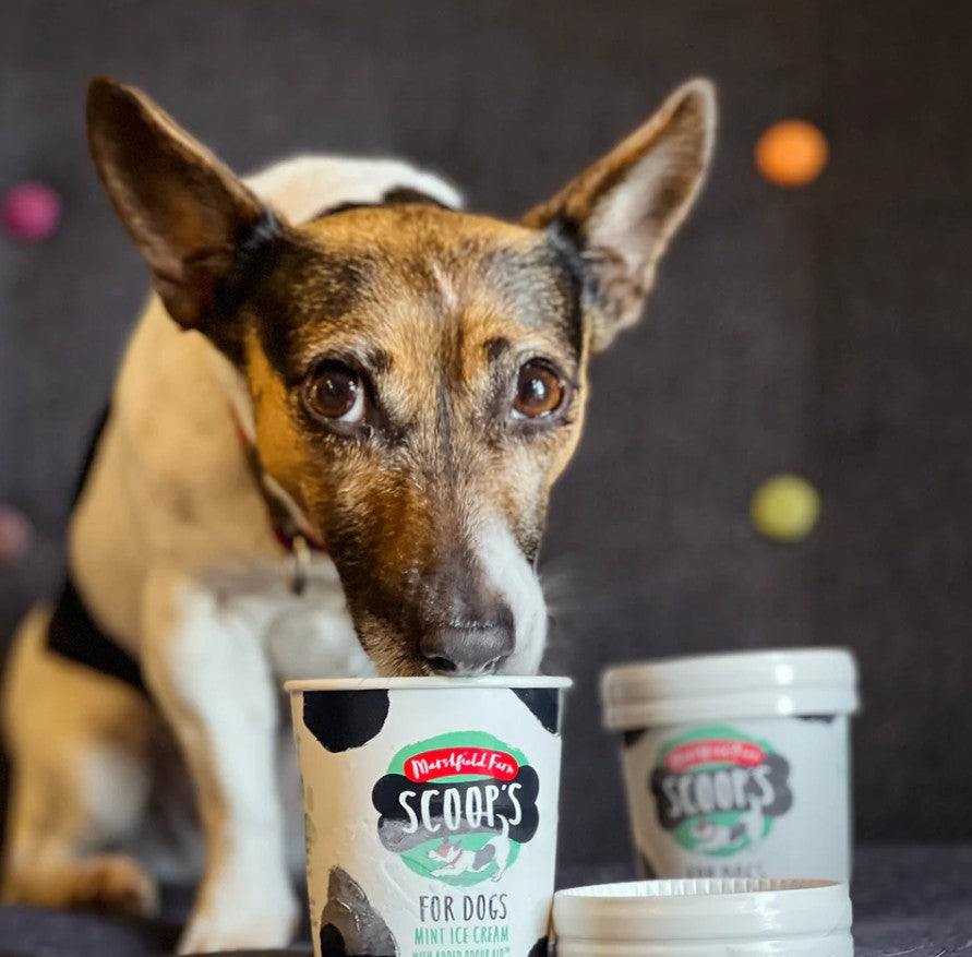 Marshfielld Scoops MINT Dog Ice Cream 24 x 125ml