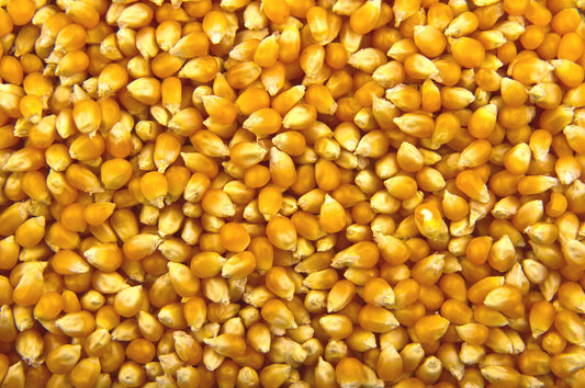 Parkers Popping Corn 1kg