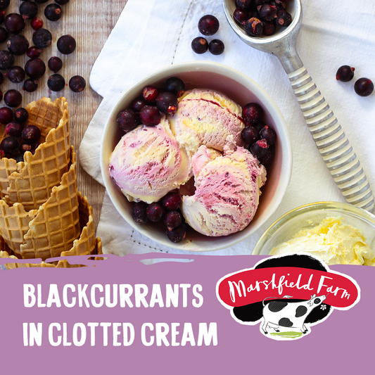 Marshfield Blackcurrants in Clotted Cream Ice Cream 5ltr
