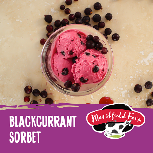 Marshfield Blackcurrant Sorbet 2.4ltr