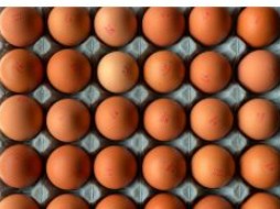 Fresh MEDIUM Colony Eggs 1 x 30