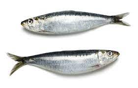 Frozen West Country IQF Sardines 1kg - TO ORDER ONLY