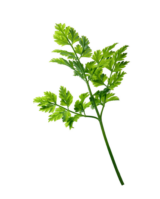 Fresh Chervil 100gm - TO ORDER ONLY