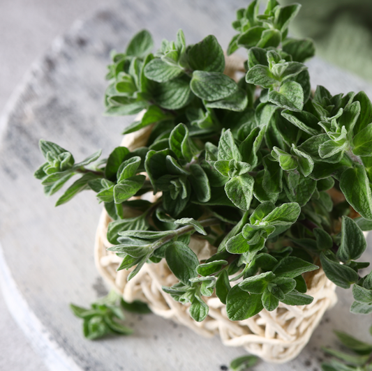 Fresh Oregano 100gm - TO ORDER ONLY