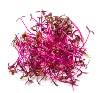 Fresh Micro Amaranth 25gm - TO ORDER ONLY
