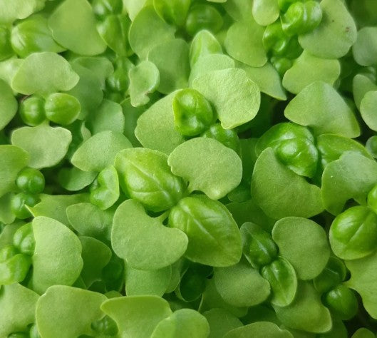 Fresh Micro Green Basil 30gm - TO ORDER ONLY