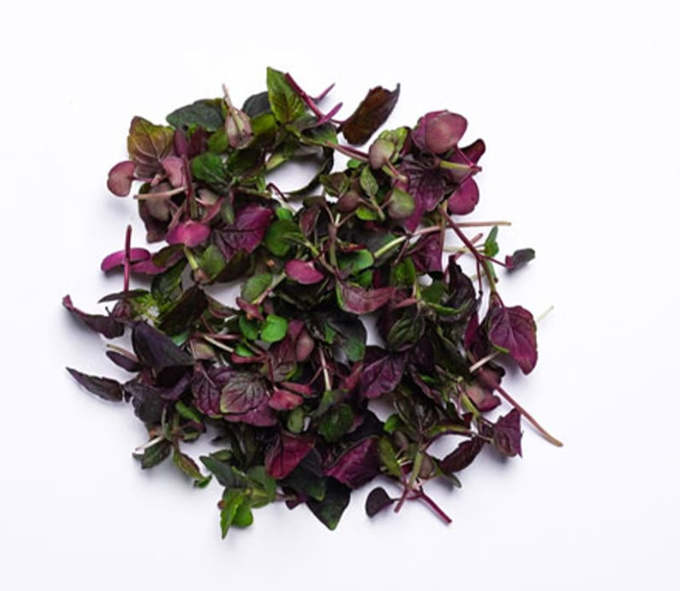 Fresh Micro Purple Shiso Cress 20gm - TO ORDER ONLY