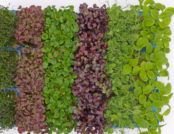 Fresh Sakura Cress Mix Punnet 1 x 18 - TO ORDER ONLY