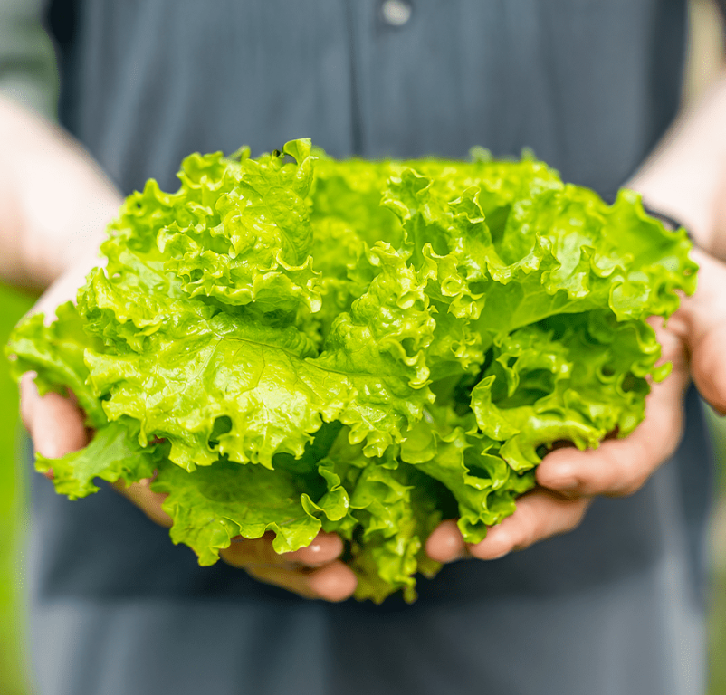 Fresh Oakleaf Lettuce 1 x Each - TO ORDER ONLY