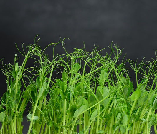 Pea Shoots 100gm - TO ORDER ONLY