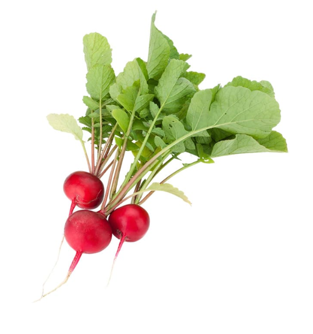 Fresh Radishes 1 x Bunch - TO ORDER ONLY