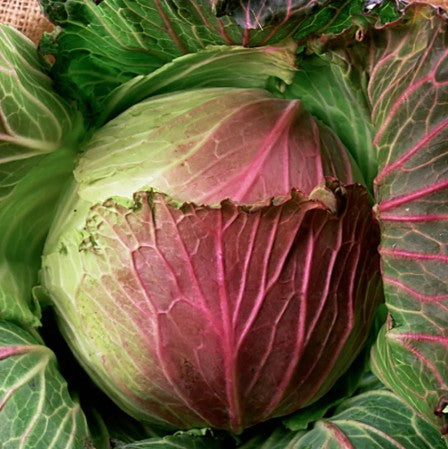 Fresh January King Cabbage 1 x Each - TO ORDER ONLY