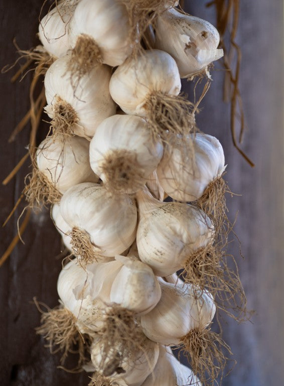 Fresh Garlic String 1 x Each - TO ORDER ONLY