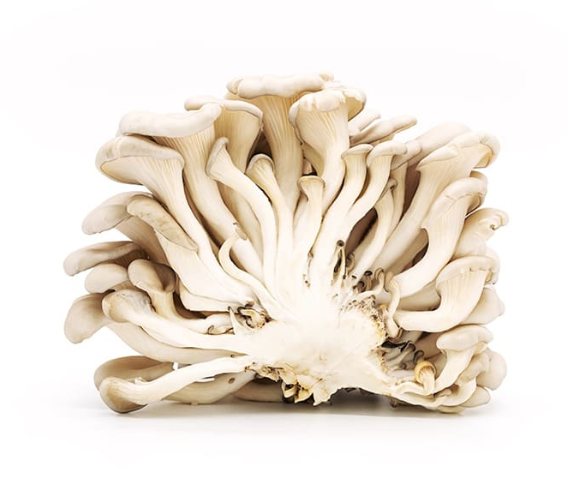 Fresh Oyster Mushrooms 1.5kg - TO ORDER ONLY