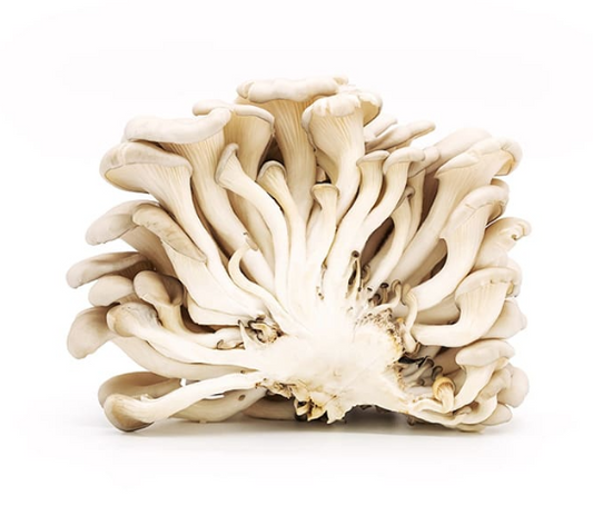 Fresh Oyster Mushrooms 1.5kg - TO ORDER ONLY