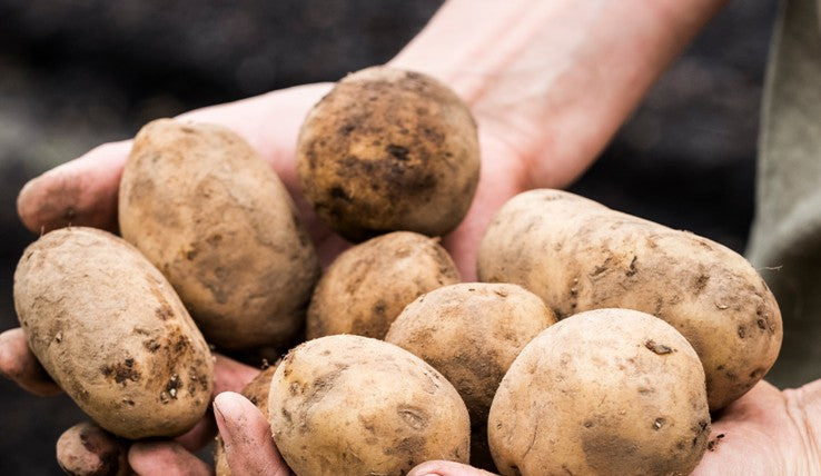 Bakers 40's Potatoes 15kg - TO ORDER ONLY