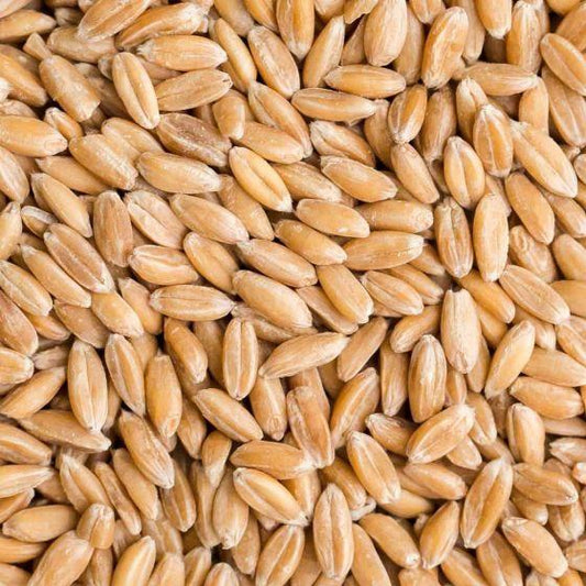 Centaur Spelt Grain 1kg Bag